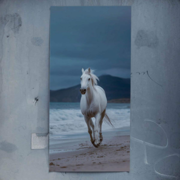 Weißes Pferd läuft am Strand - Poster