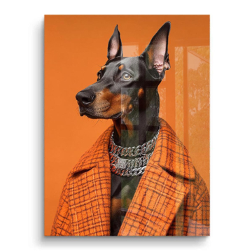 Dobermann im orangefarbenen Anzug - PVC-Bild glänzend