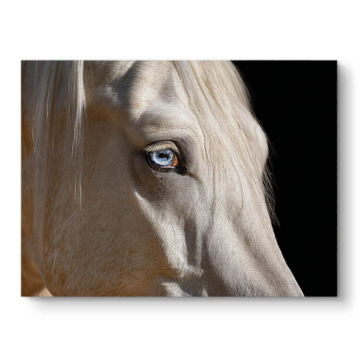 Blue Eyed White Horse Canvas Art