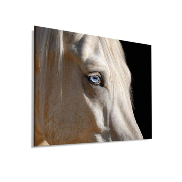 Weißes Pferd mit blauen Augen - Dibond-Bild matt