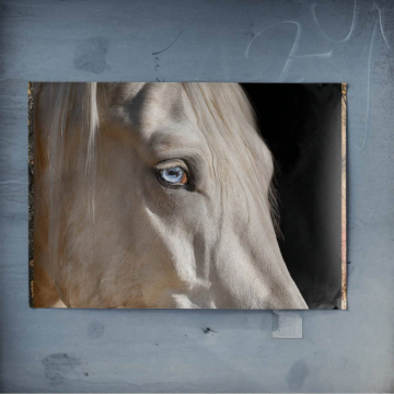 Weißes Pferd mit blauen Augen - Poster