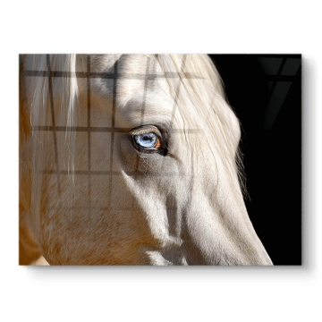 Caballo azul eyed blanco - cuadro PVC brillante