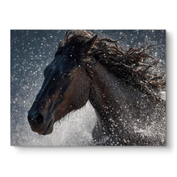 Wild Black Horse Splash Canvas Art