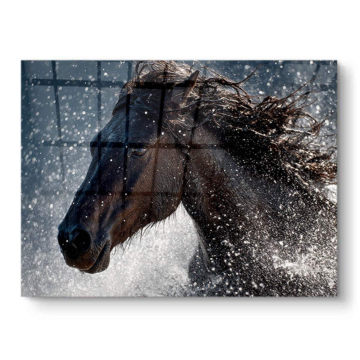 Caballo negro salvaje con salpicaduras - cuadro PVC brillante