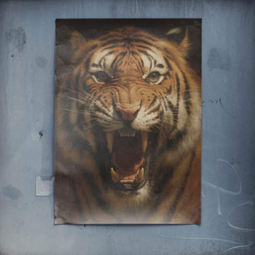 Retrato de tigre rugiente - póster