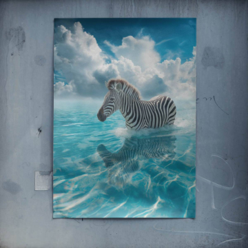 Zebra w oceanicznej bryzie - plakat