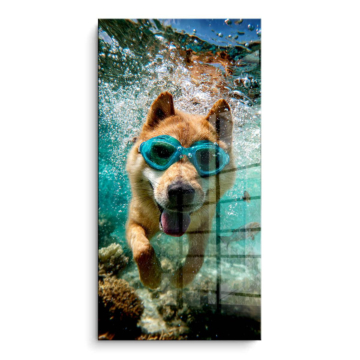 Schwimmend Hundeporträt - PVC-Bild glänzend