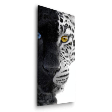 Snow Leopard Gaze Dibond Matt Art