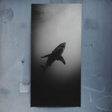 Deep Water Shark - póster
