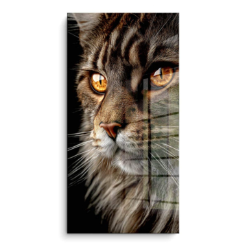 Primer plano gato ojos - cuadro PVC brillante