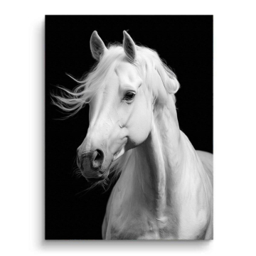 White Horse Portrait Canvas Art
