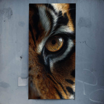 Tigre œil gros plan - poster