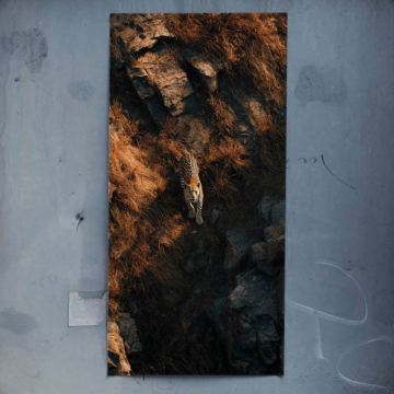Leopard Rock Camouflage Poster Art