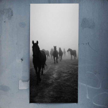 Foggy Horse Herd Poster Art