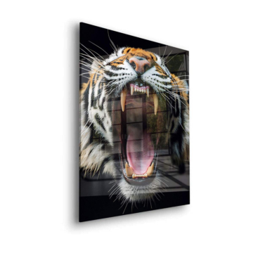 Primer plano de tigre rugiente - cuadro en vidrio acrílico