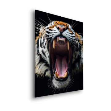 Primer plano de tigre rugiente - cuadro Dibond mate