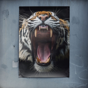 Brüllender Tiger in Nahaufnahme - Poster