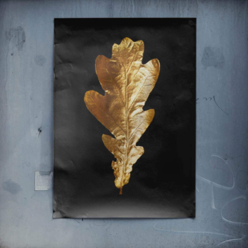 Hoja de roble dorada sobre fondo negro - póster