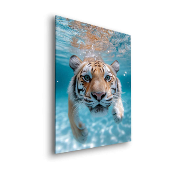 Tigre blanco nadando - cuadro Dibond mate