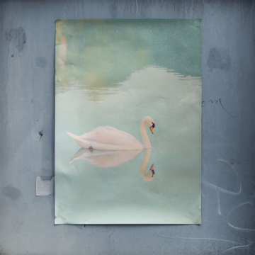 Serein swan water reflet - poster