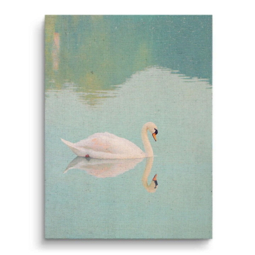 Serene Swan Water Reflection Canvas Art