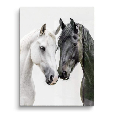 Chevaux noirs et blancs - tableau PVC brillant