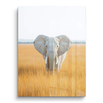 Éléphant blanc grassland - tableau PVC brillant