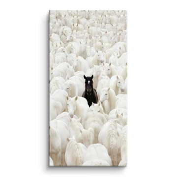 Black Sheep Among White Flock PVC Gloss Art
