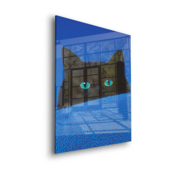 Schwarze Katze mit blauen Auge - Acrylglasbild