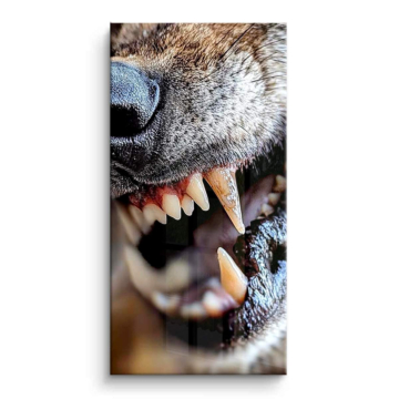 Knurrender Hund in Nahaufnahme - PVC-Bild glänzend
